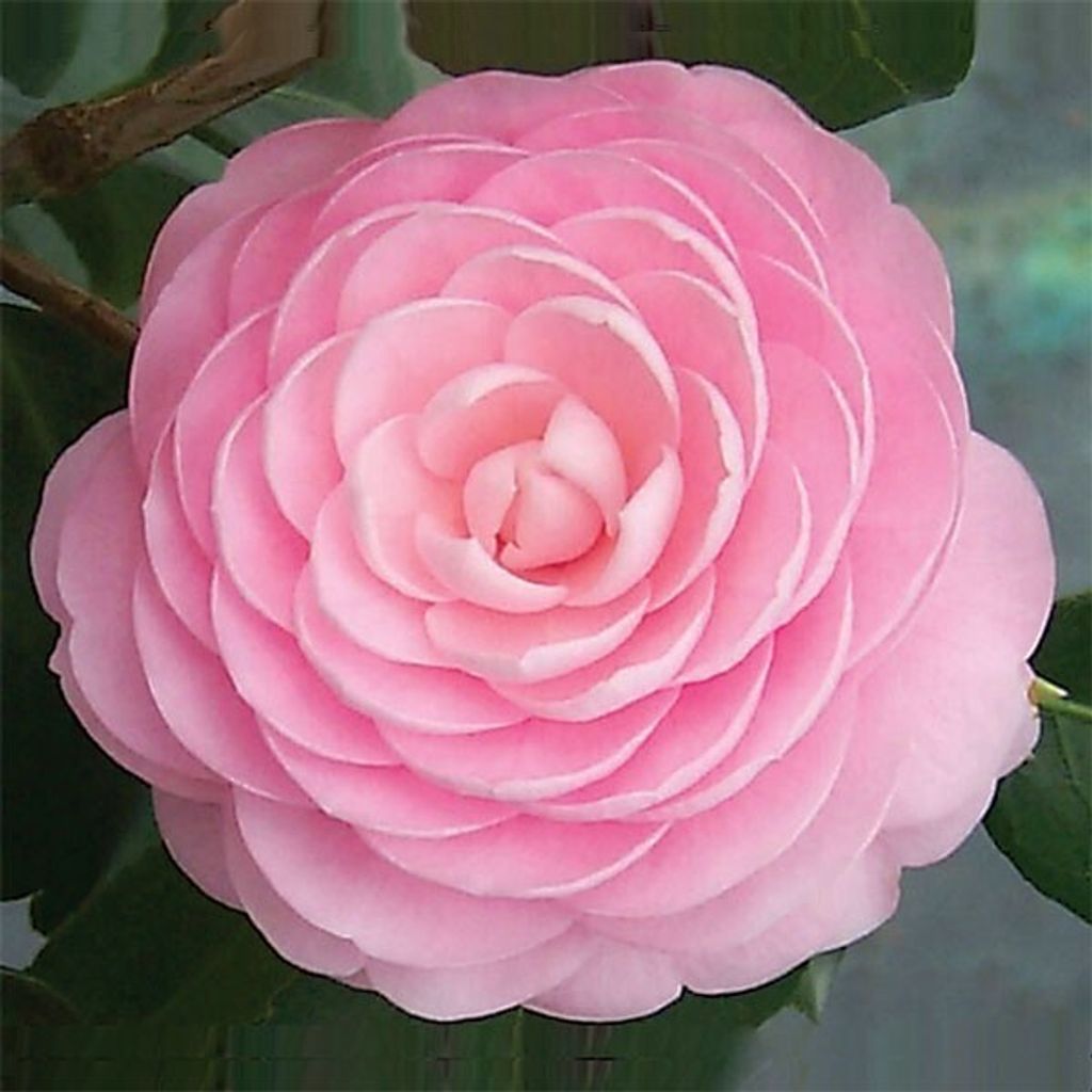 Kamélia japonská - Camellia japonica | 40-50 cm v nádobe Obrázok produktu 
