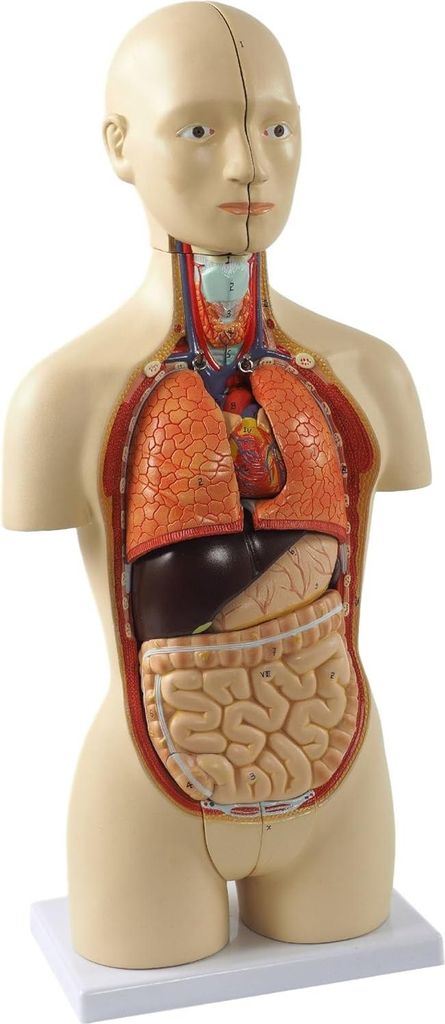 Mini Torso Anatomie Modell 42cm 16 teilig zweigeschlechtig Organe Gehirn Sockel