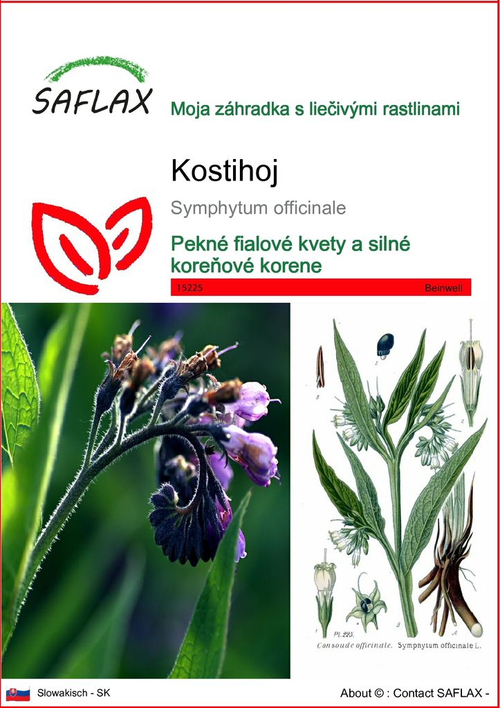SAFLAX - kostihoj - Symphytum officinale - 15 Semená Obrázok produktu 