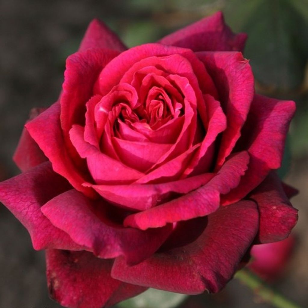 Rosa  - Kordes Parfuma® Rose - Rosa 'Gräfin Diana'® Produktbild 