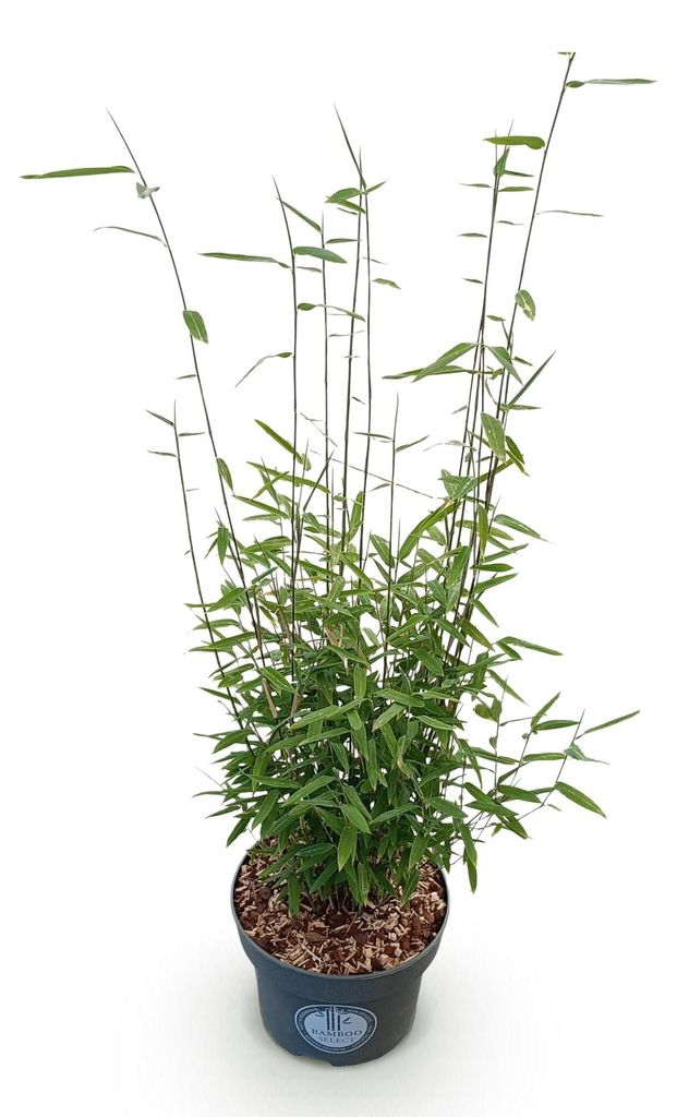 Bambus Fargesia nitida Black Dragon nicht ausbreitend immergrün 80cm 23cm für Garten Terrasse Balkon Hecke Sichtschutz pflegeleicht winterhart sc...
