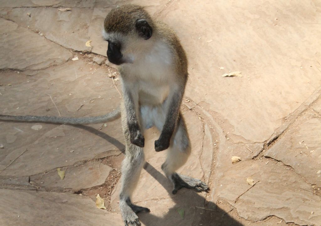 hansepuzzle 80525 - Affe Puzzle, 260 Teile, Natur, 41,0 x 28,0cm mit hochwertiger Aufbewahrung, Kartonbox und wiederverschließbarem Beutel