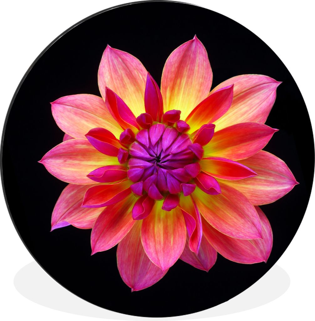 MuchoWow Aluminium Wandkreis Eine Nahaufnahme der mehrfarbigen Dahlienblüte auf schwarzem Hintergrund Ø 90 cm Wanddeko Modern Wohnzimmer - Maue...