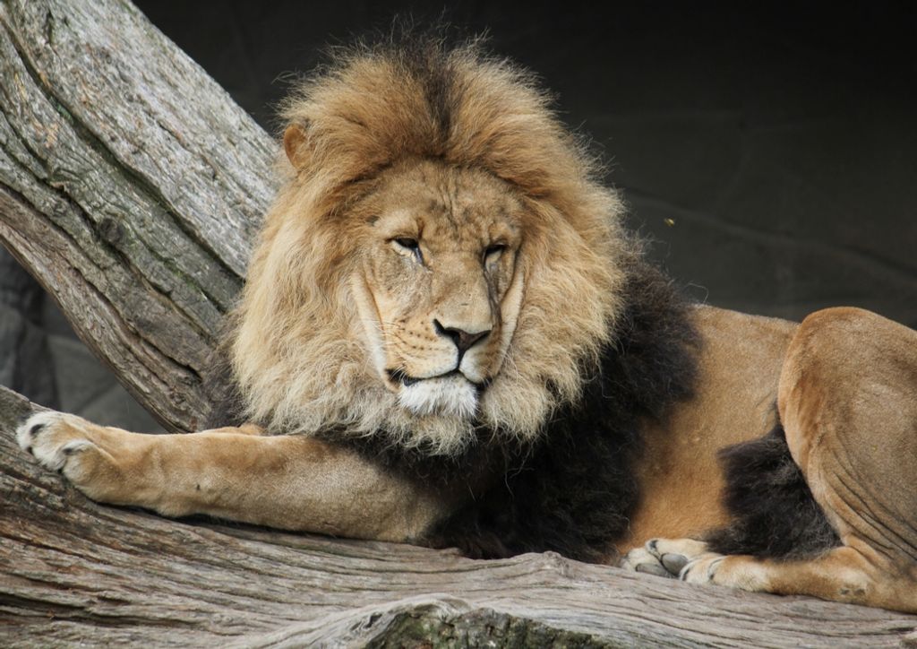 hansepuzzle 53382 - Löwe Puzzle, 260 Teile, Tierwelt, 41,0 x 28,0cm mit hochwertiger Aufbewahrung, Kartonbox und wiederverschließbarem Beutel