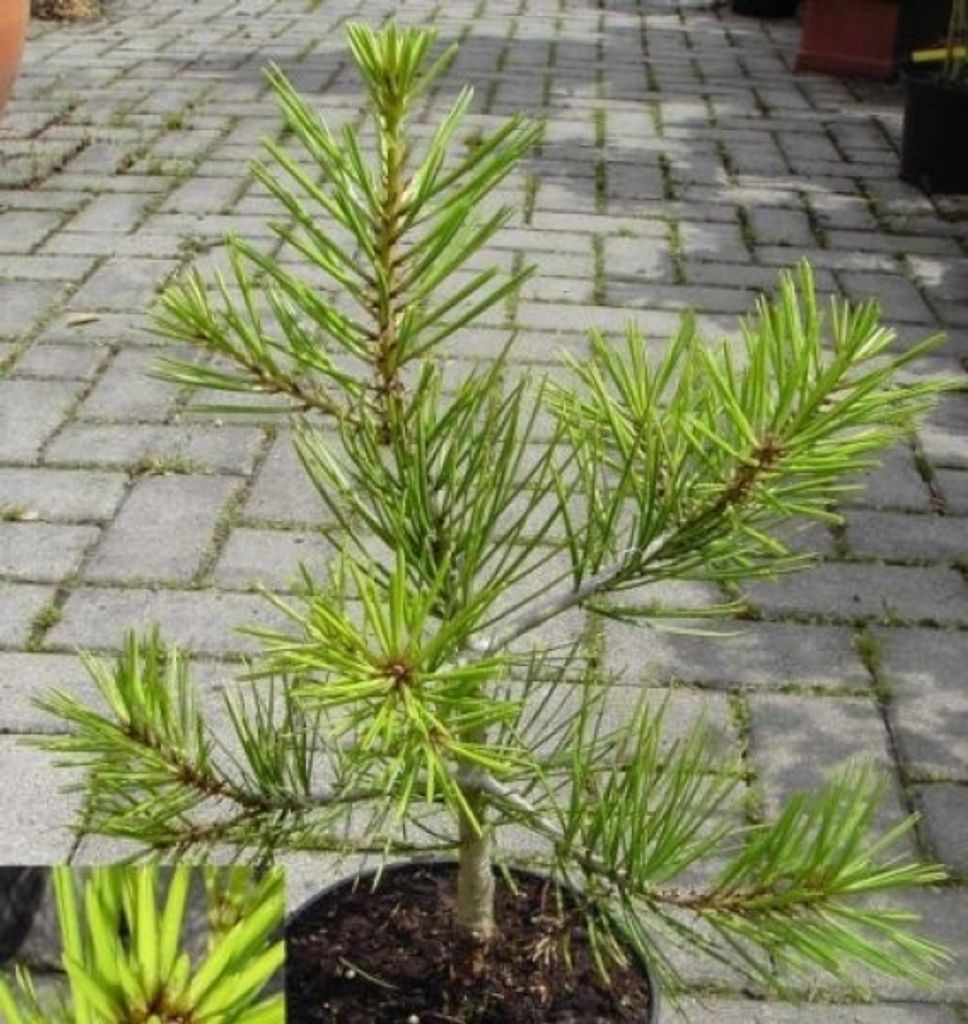 Pinus bungeana - Chinesische Tempelkiefer Bunges Kiefer - 25-30cm