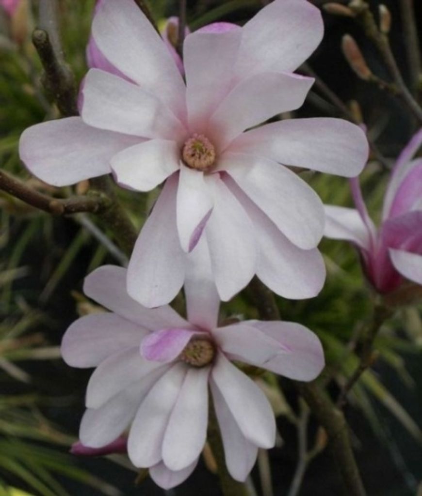 Sternmagnolie Rosea - Magnolia stellata - reichblühend - Heilpflanze - 40-60