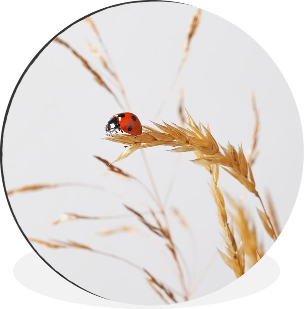 MuchoWow Aluminium Wandkreis Marienkäfer im Gras Ø 90 cm Wanddeko Modern Wohnzimmer - Mauerkreis - Wandbilder - Runde Bild - Bild aus Aluminium...