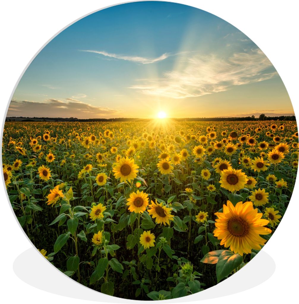 MuchoWow Rundes Wandbild - Runde Bilder Sonnenuntergang - Blumen - Sonnenblume - Horizont - Landschaft Ø 90 cm Kreis Wanddekoration Kunststoff -...