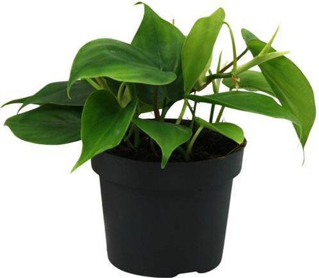 Philodendron Scandens Herzblatt Ø12cm 20cm Zimmerpflanze Kletterpflanze