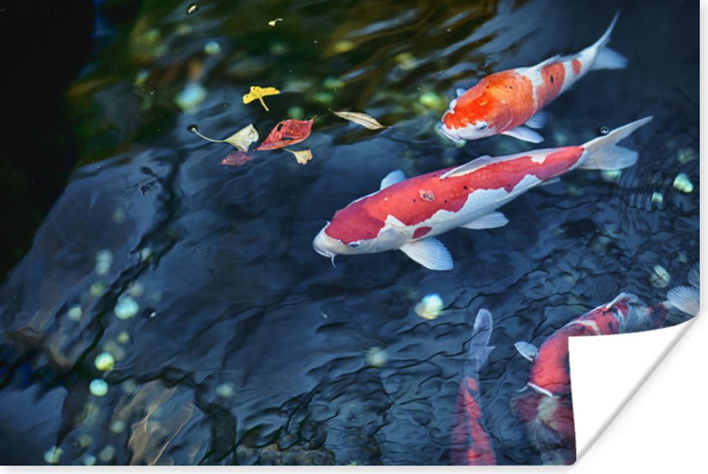 MuchoWow Poster Vier Koi-Karpfen in einem Teich 120x80 cm - Bilder