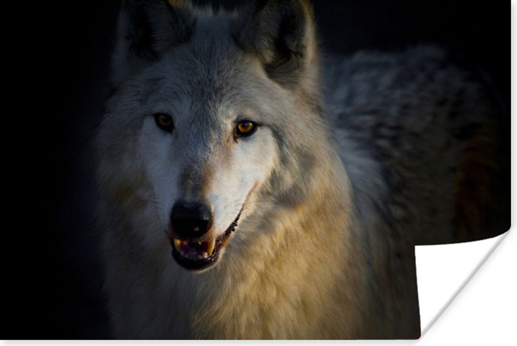 MuchoWow Poster Nahaufnahme eines arktischen Wolfs 60x40 cm - Schlafzimmerdekoration