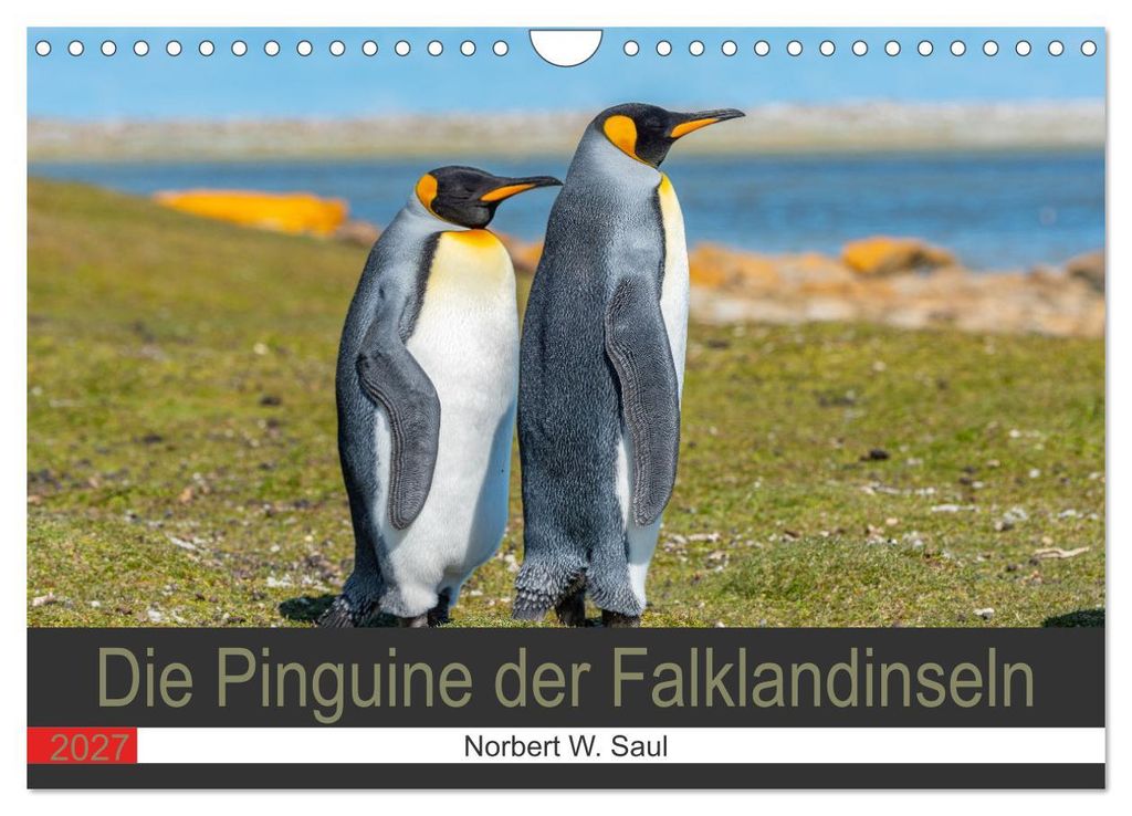 Die Pinguine der FalklanSteckanschlussln (Wandkalender 2027 DIN A4 quer), CALVENDO Monatskalender
