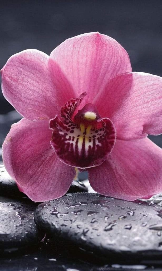Fototapete - Orchid 150x250cm - Vliestapete