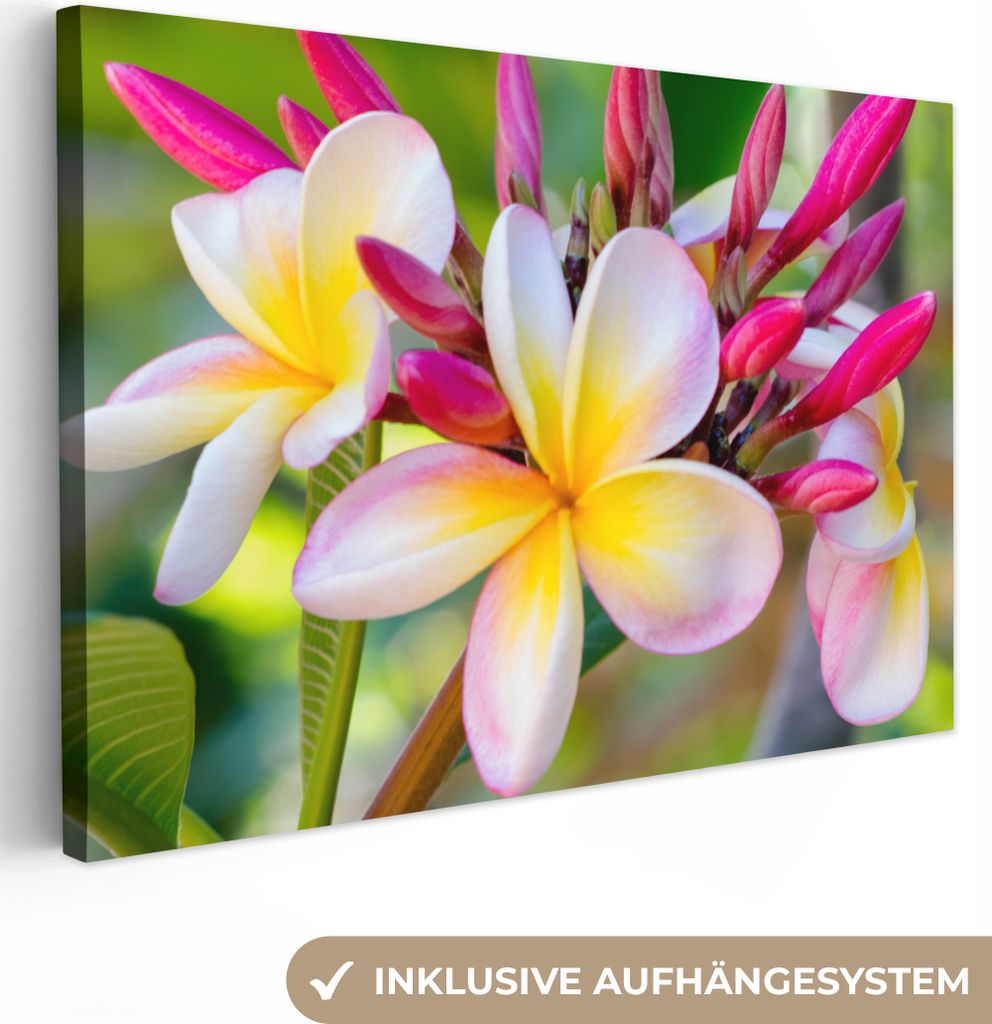 OneMillionCanvasses - Leinwandbilder - 140x90 cm, Blumen - Plumeria - Farben, Wandbilder Kunstdruck Wanddekoration
