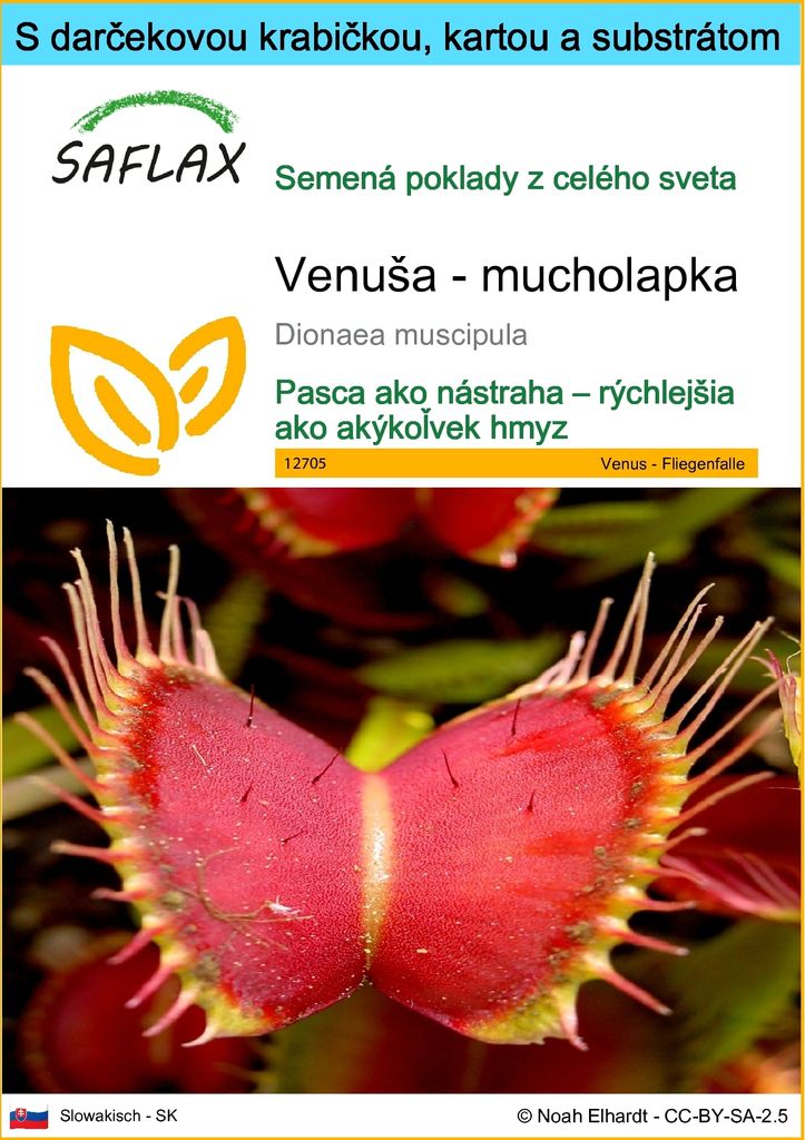 SAFLAX Darčeková sada - Venuša - mucholapka - Dionaea Obrázok produktu 