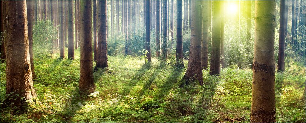 Wallario selbstklebendes Poster - Sonnenuntergang im Wald zwischen den Bäumen, Größe: 50 x 125 cm