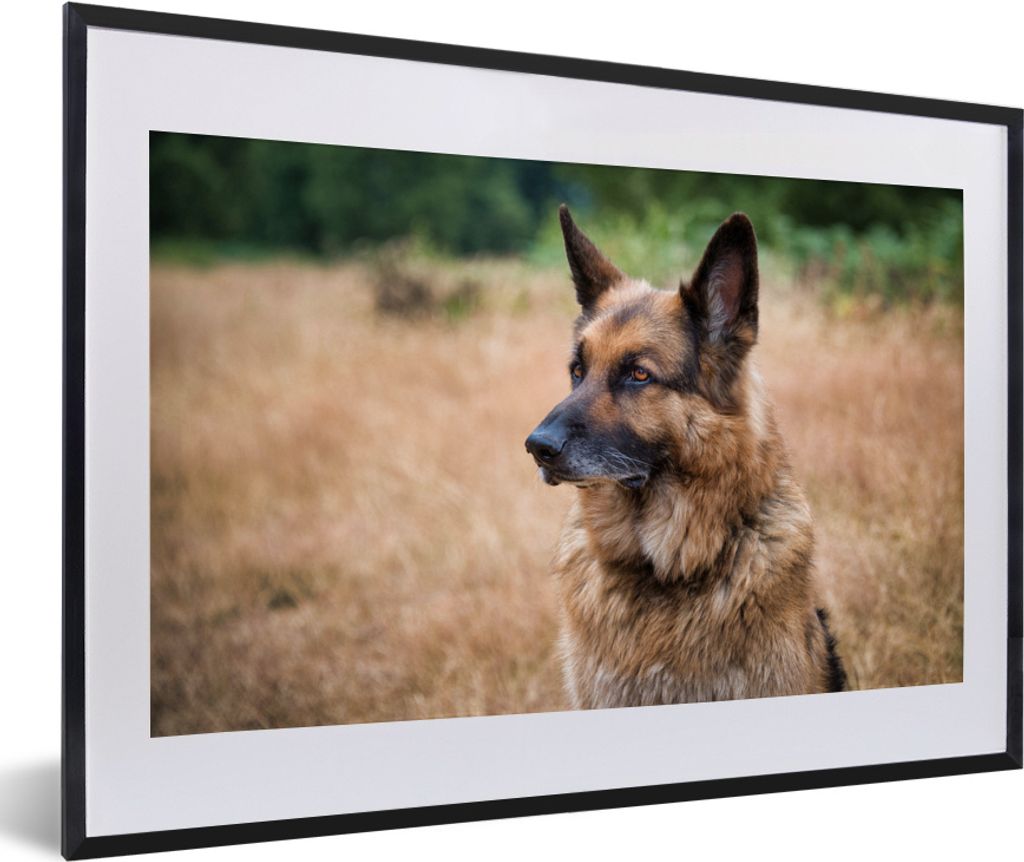 MuchoWow MuchoWow Gerahmtes Poster Ein Deutscher mit aufgestellten Ohren 60x40 cm - Poster mit zchwarzem Bilderrahmen - Schlafzimmer - Plakat i...