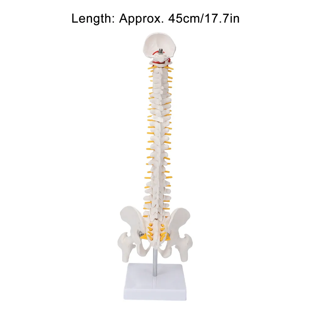 Modèle de colonne vertébrale flexible avec vertèbres et nerfs spinaux