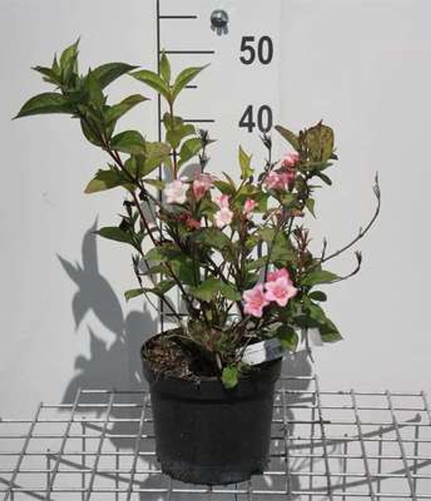 Weigela hybr. 'Carnaval'® ('courtalor'®) - Klinová ľalia Obrázok produktu 