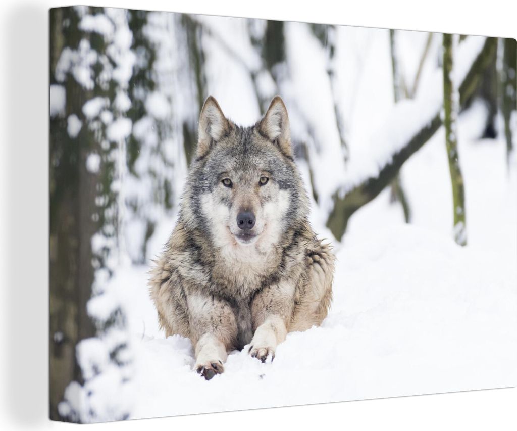 OneMillionCanvasses - Leinwandbilder - 140x90 cm, Wolf - Schnee - Baum, Wandbilder Kunstdruck Wanddekoration
