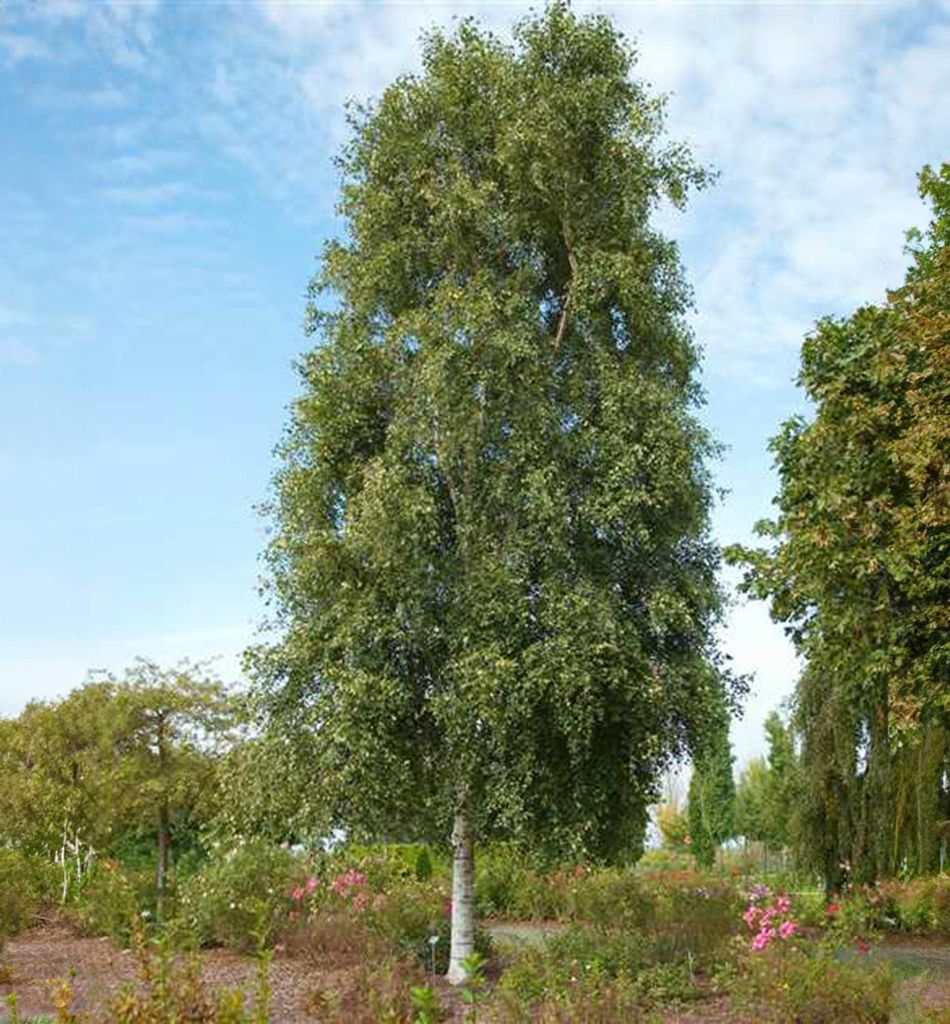 Hänge-Birke ´FASTIGIATA´ 160-170 cm, Cont. 3 l Produktbild 