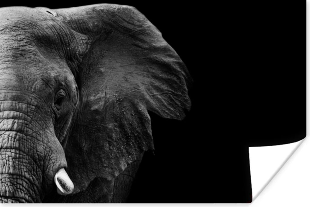 MuchoWow Poster Tiere - Elefant - Wild - Schwarz - Weiß 30x20 cm - Plakate - Print