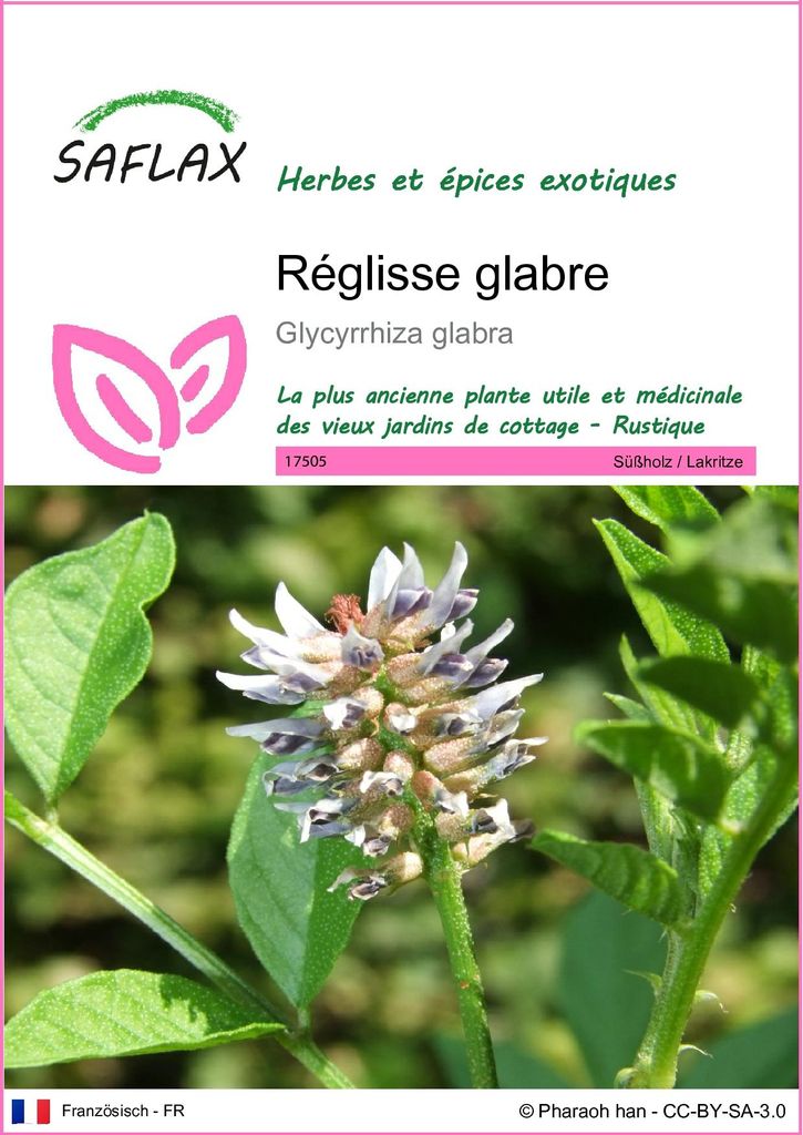 SAFLAX  - Réglisse glabre - 30 graines - Glycyrrhiza Image du produit 