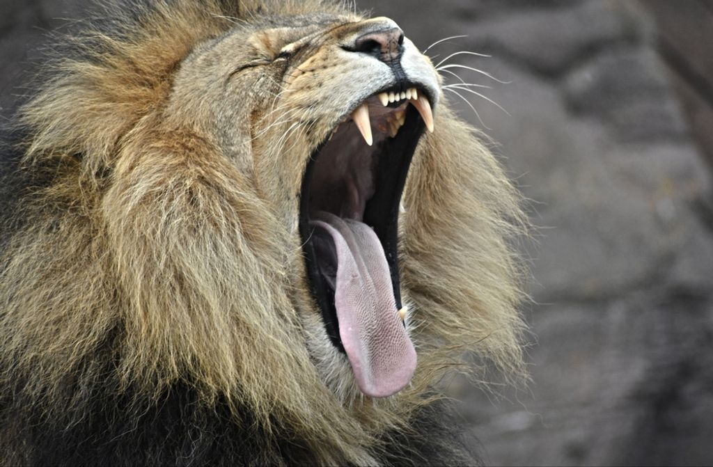 hansepuzzle 53358 - Löwe Puzzle, 500 Teile, Tierwelt, 46,0 x 30,0cm mit hochwertiger Aufbewahrung, Kartonbox und wiederverschließbarem Beutel