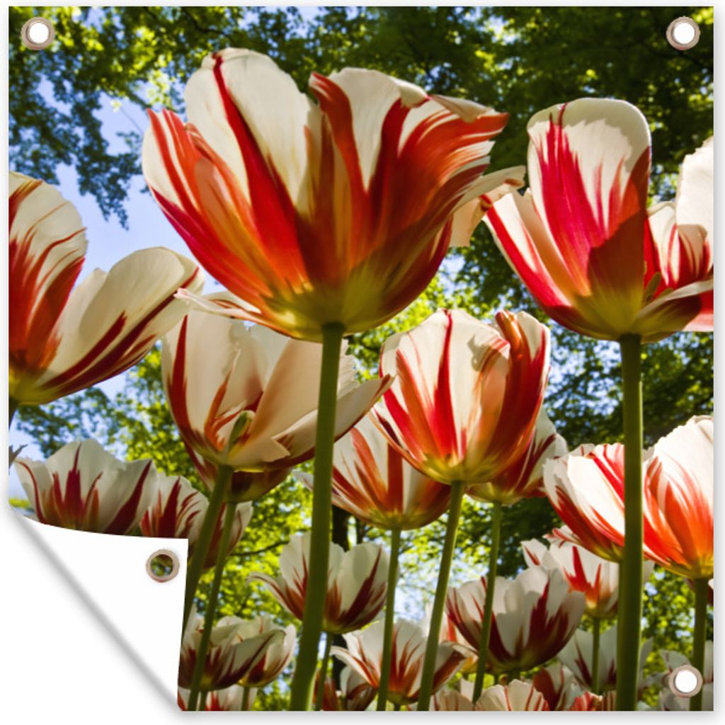 MuchoWow 100x100 cm Outdoor-Poster Gartendeko Sichtschutz Garten Poster für den Garten Ein Garten mit roten und weißen Tulpen