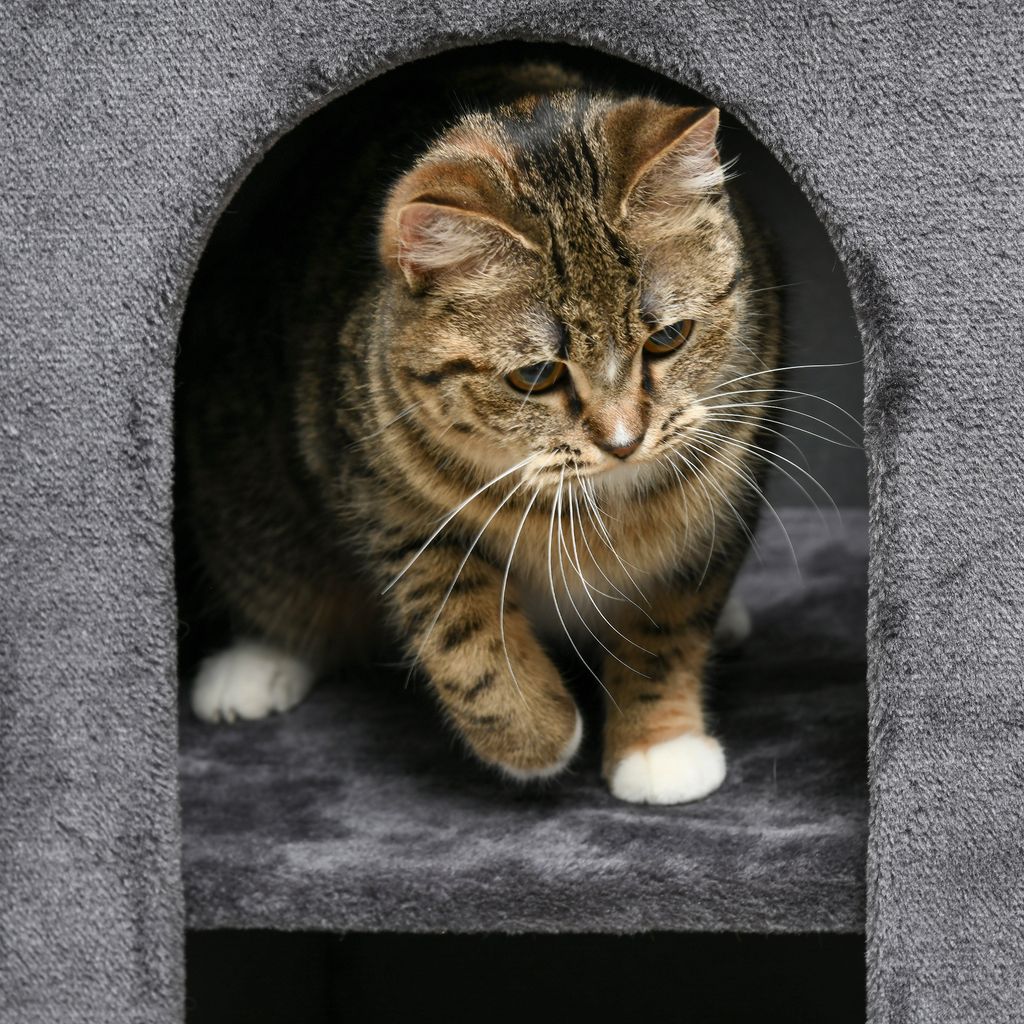 PawHut Kratztonne, Höhe 81 cm, Katzenkratzbaum mit 2 Produktbild 8