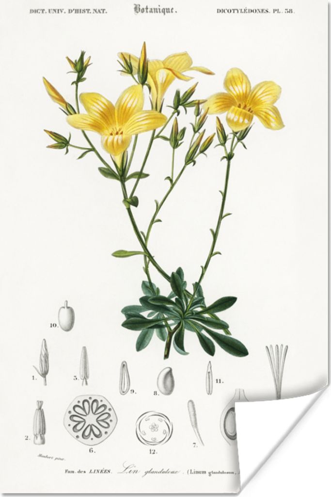 MuchoWow Poster Pflanze - Vintage - Blatt 120x180 cm - Kunstposter