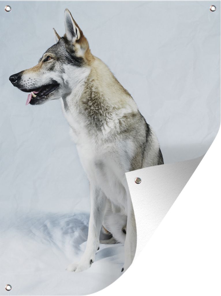 MuchoWow 60x80 cm Outdoor-Poster Gartendeko Sichtschutz Garten Poster für den Garten Wolfsähnlicher Hund auf weißem Hintergrund
