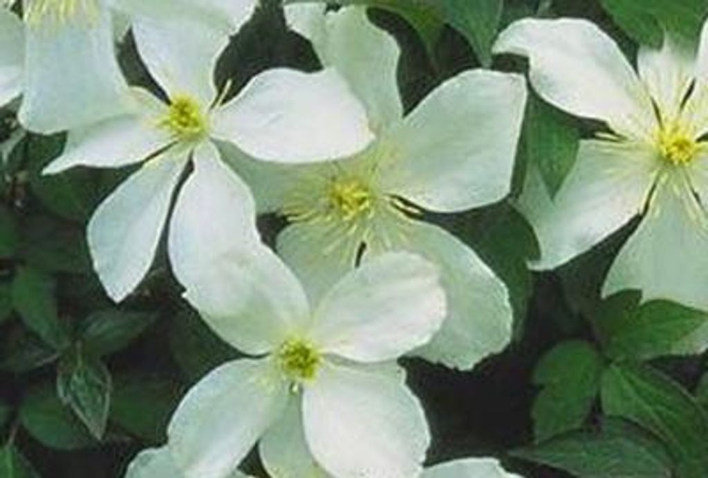 Clematis mont. 'Grandiflora' - Berg‐Waldrebe ‘Grandiflora’ 50-60 cm | Topf