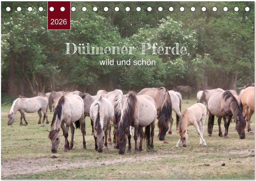 Dülmener Pferde, wild und schön (Tischkalender 2026 DIN A5 Produktbild 