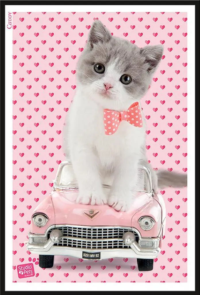 Cadre photo sécurisé vitre acrylique avec affiche Chat Caddy incassable