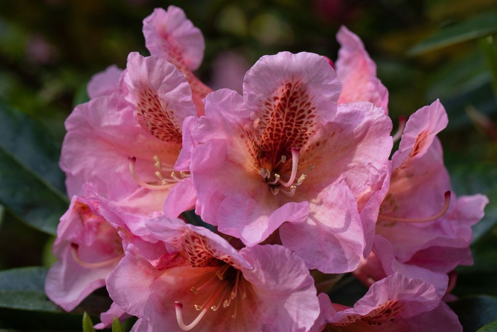 Rhododendron augustinii, blau-violett, 80–100 cm