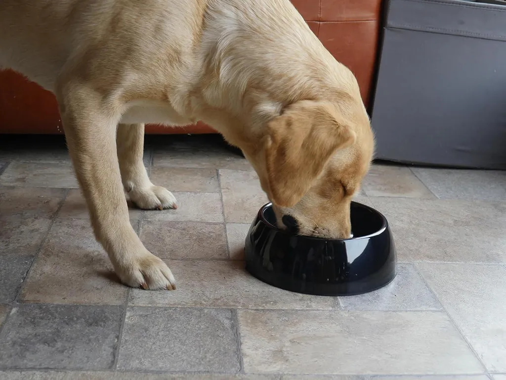 Bol Slow Feeder Chien Medium 14,5cm - Mélamine Anti-glouton de Qualité