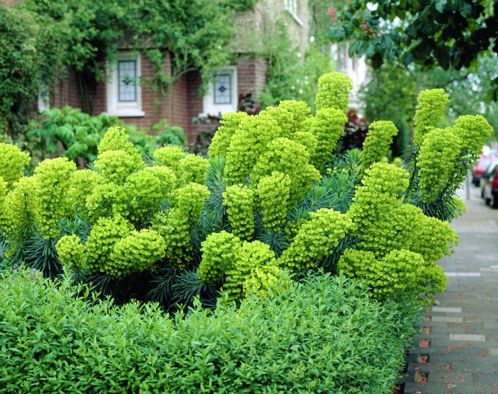 3 x Euphorbia characias ‚Wulfenii'  (Mittelmeer-Wolfsmilch) Produktbild 
