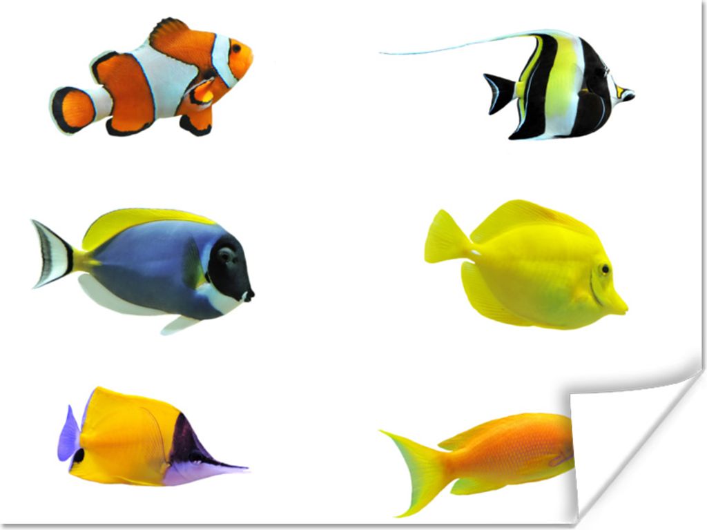 MuchoWow Poster Tropisch - Fische - Weiß 40x30 cm - Plakate für die Wände - Poster Wohnzimmer
