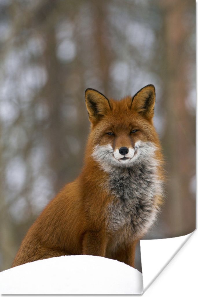 MuchoWow Poster Fuchs - Wald - Rot 20x30 cm - Papierdruck