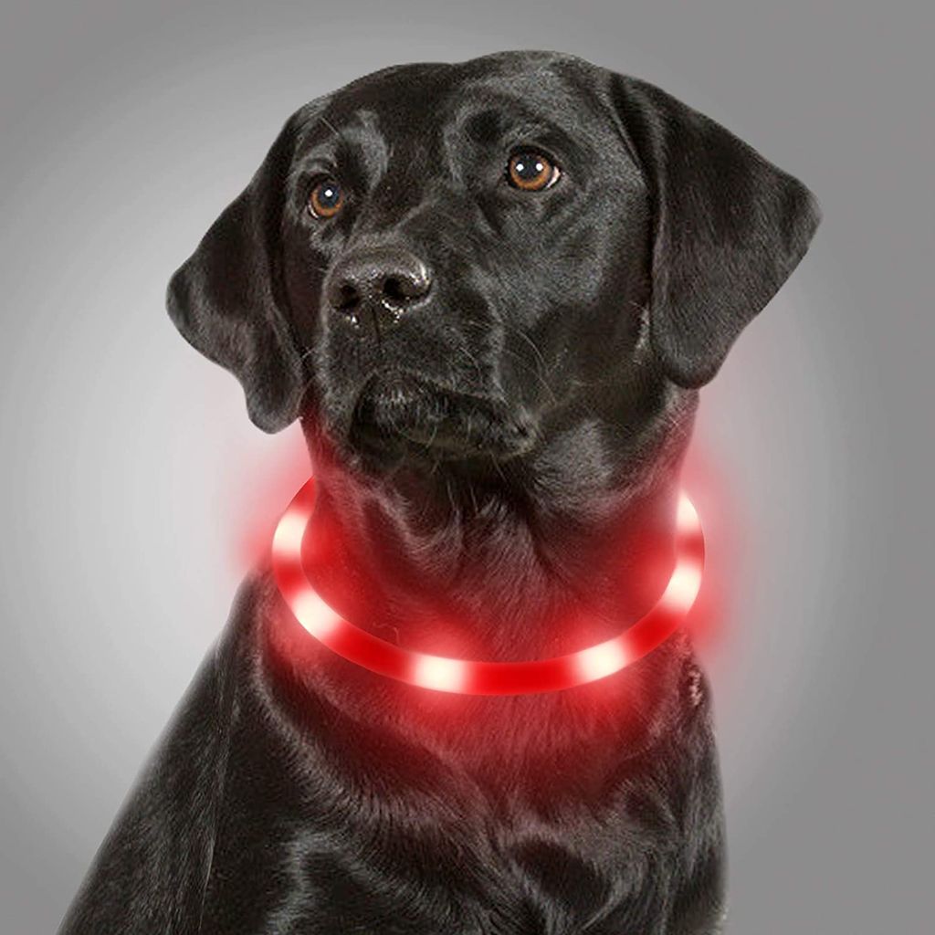 10-teiliges LED Halsband Set Für Hunde & Katzen - 3 Modi, 5 Farben, Spritzwassergeschützt