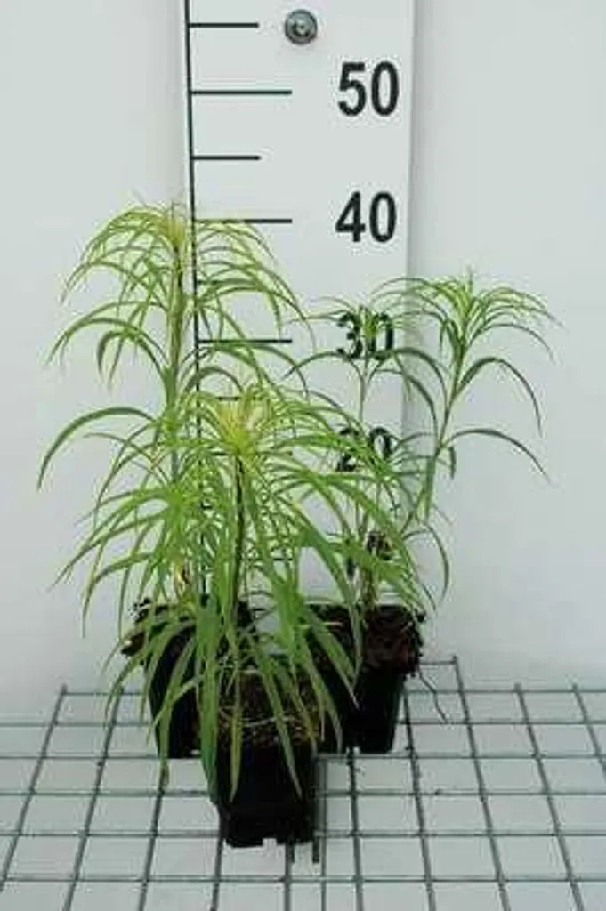 6 Helianthus salicifolius Tournesol Vivace - Pots de Culture 9x9 cm