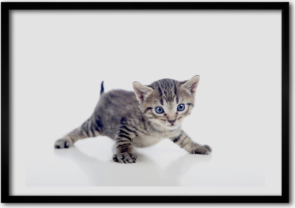 Bild - Bilder - Bilderrahmen - 70 cm x 50 cm - MDF-Rahmen, Wandkunst Kleine Katze