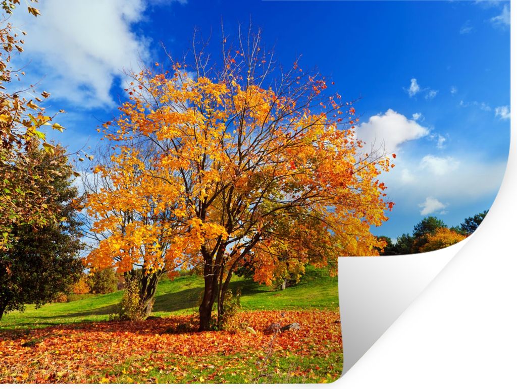 MuchoWow Wandtattoo Wandsticker Wandaufkleber Baum - Blätter - Herbst - Jahreszeiten 80x60 cm Selbstklebend und Repositionierbar - Faltenfrei