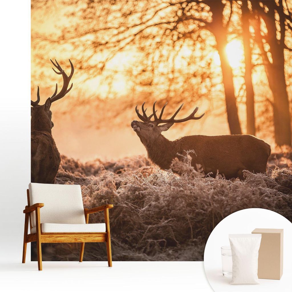 Fototapete - 250x250 cm - Tapete - Wandtapete - Wandbilder - Dekofolie - Tapete Folie - Wand - Dekoration - Wohnzimmer - Rehe am Morgen