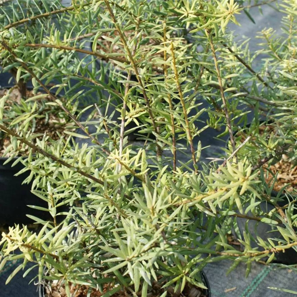 Podocarpus cunninghamii - Steineibe - immergrün 20-30