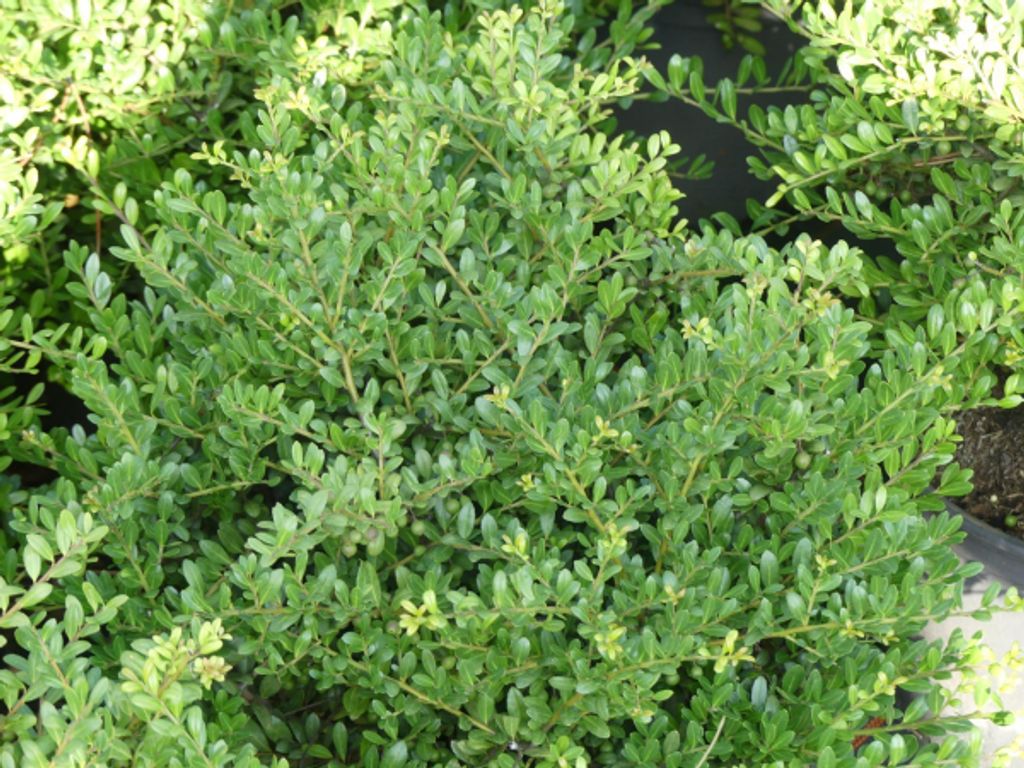 Ilex crenata Tenno - Stechpalme Tenno - 30-40cm