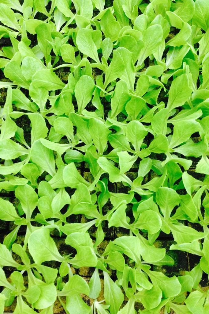 Enseleits Kopfsalat  Jungpflanzen im 10er Set Produktbild 