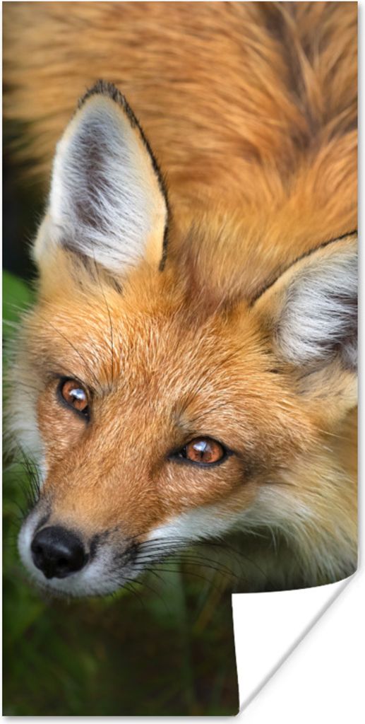 MuchoWow Poster Fuchs - Grün - Orange 60x120 cm - Wandschmuck