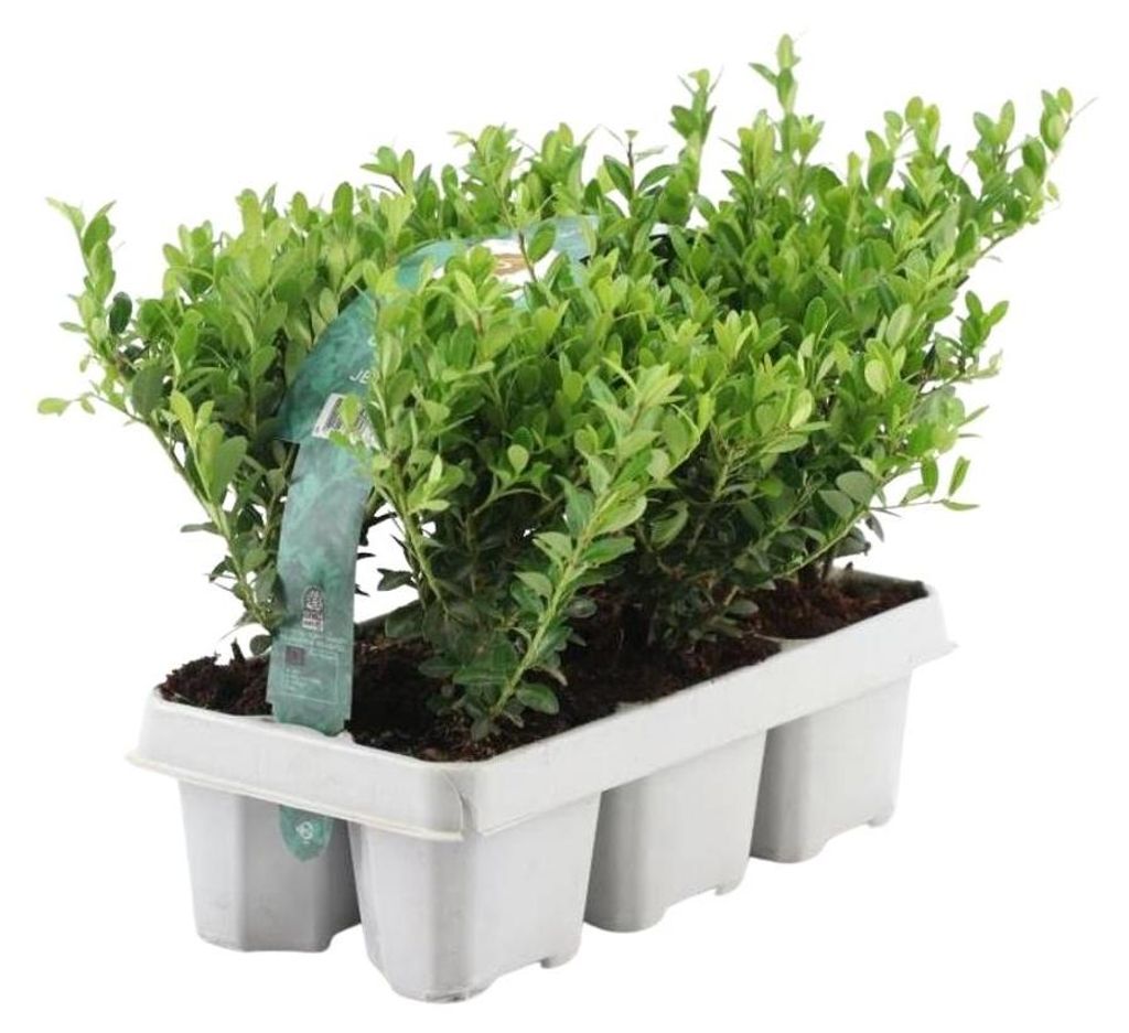 Plants by Frank | 6 Stechpalme Pflanzen | Ilex Crenata Produktbild 